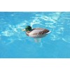 Swim Central 16" Mallard Duck Floating Swimming Pool Chlorine Dispenser - 2 of 3