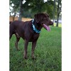Country Brook Petz Heavy Duty Nylon Martingale Dog Collar with Deluxe Buckle - 30+ Vibrant Color Options - 4 of 4