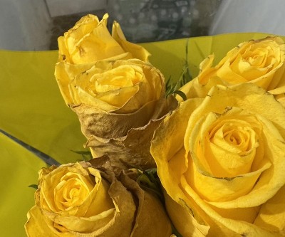 Guest review image 1 of 1, zoom in