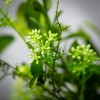 Sullivans Verdant Leafy Foliage Wreath - 2 of 3