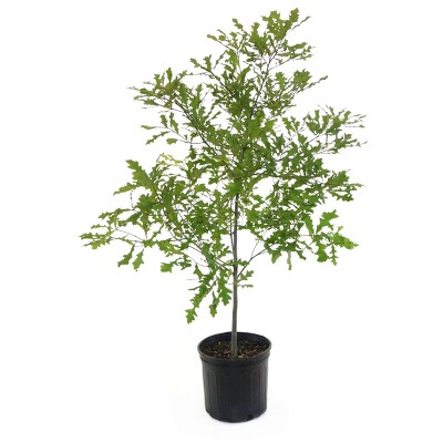 2.25gal Compton Oak Tree - National Plant Network