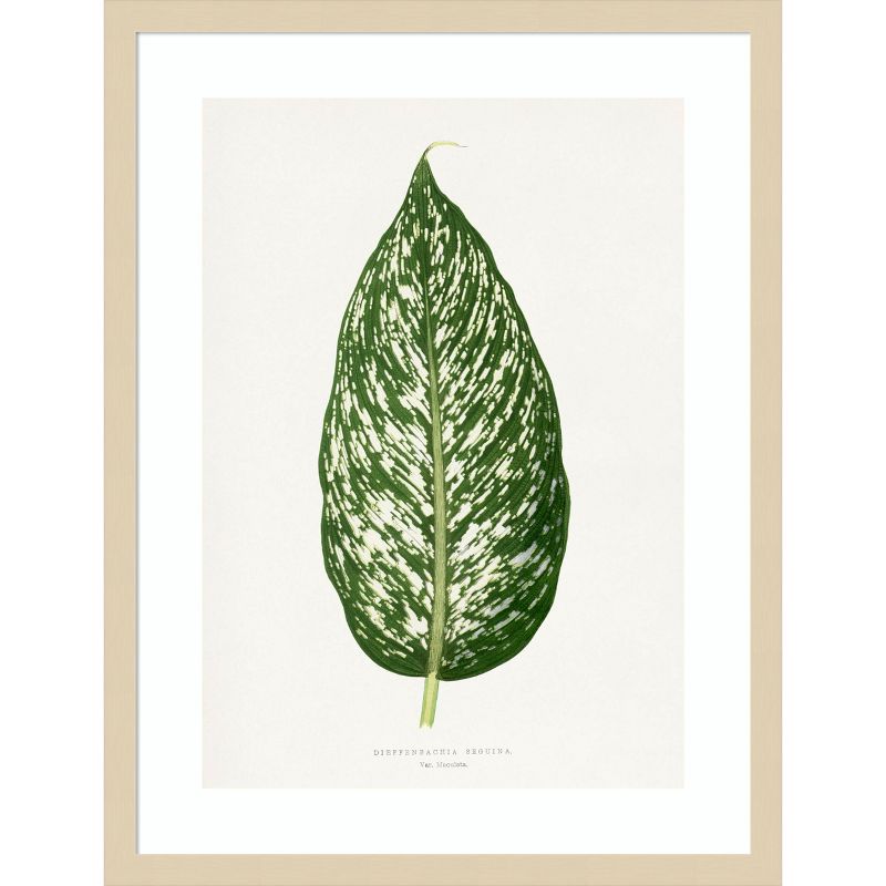 Dieffenbachia Leaf Illustration 19x25 Natural Wood Framed Print