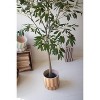 Tall Artificial Olive Tree 63"H – Decorative Greenery in Black Plastic Pot by Kalalou - 2 of 4