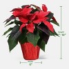 Holiday 6" Novelty Poinsettia Live Plant - Good Little Garden™ - 4 of 4