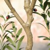DR.Planzen 4-6FT Single-Trunk Artificial Olive Tree Fake Plants with Realistic Black Olives ¨C Indoor/Outdoor Plant for Home Decor - 4 of 4