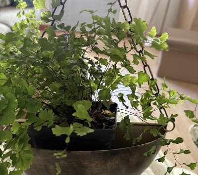 Guest review image 1 of 1, zoom in