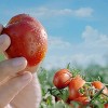Hunt's 100% Natural Tomato Sauce - 15oz - image 2 of 4