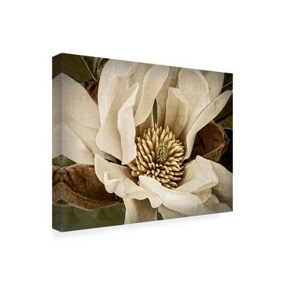 Trademark Fine Art -Rachel Perry 'Classic Magnolia Ii' Canvas Art