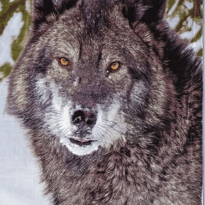 gray wolf