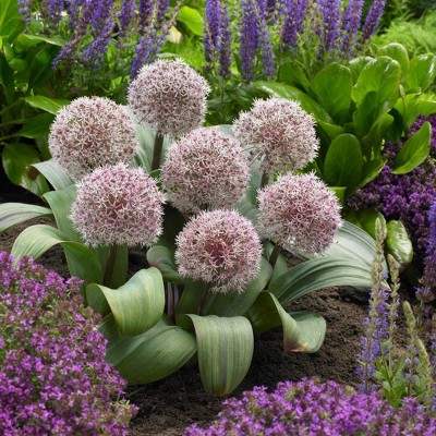 Set of 7 Allium Karataviense Bulbs - Van Zyverden