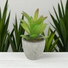 Unique Bargains Artificial Plants Mini Pulp Plastic 3.54"x3.54"x5.12" 1 Pc - 2 of 4