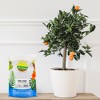 Soil Sunrise 100% Natural Pine Bark Mulch, for Container Gardening, Soil Supplement, Houseplants, Terrariums - 2 of 4