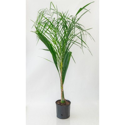 10" Queen Palm Plant - National Plant Network