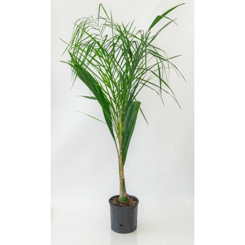 10&quot; Queen Palm Plant - National Plant Network : Target