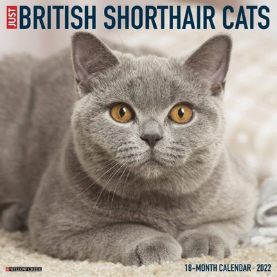 2022 Wall Calendar British Shorthair Cats - Willow Creek Press