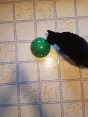 Pop and play cat toy outlet reviews