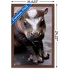 Trends International Cute Pygmy Hippopotamus Framed Wall Poster Prints - 3 of 4