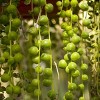3pc String of Pearls - National Plant Network