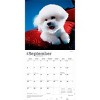BrownTrout Bichon Frise 2026 12"x24" Hanging Square Wall Calendar Plastic-Free - 4 of 4