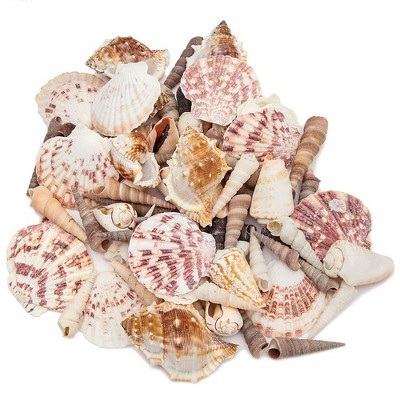 Juvale 70 Piece Mixed Sea Shells for Beach Decor, DIY Arts & Crafts, Up to 3"