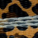 leopard print