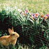 YardGard 14 Gauge Galvanized Welded Wire Fence with Mesh for Lawn, Small and Non Aggressive Animal Confinement, and Plant Care Products, Gray - 4 of 4
