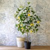 Park Hill Collection Lemon Tree in Plastic Pot - 2 of 4