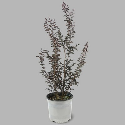 Black Diamond 1pc Crape Myrtle Lavender Lace - National Plant Network