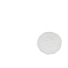 Collectible Wildlife Gifts | Sand Dollar, Sea Cookies, Flat Sea Urchins Shell, Ocean, Sea Life, Plastic ,  Animal, Gift,  1 3/4"   F4110 B96 - 2 of 4