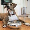 Unspill-a-Bowl® Stainless Steel Dog Bowl - Classic Silver | No Spill, Long Ears, Slow Feeding - 3 of 4