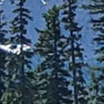 elegant brushed bronze