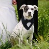 Dog Tuxedo, Formal Wedding Bandana Collar with Bow Tie, Adjustable Pet Party Tuxedo, Valentine's Outfit - 3 of 4