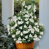 National Plant Network Live Indoor/Outdoor Arabian Jasmine Sambac Plant - 1ct 1gal - 2 of 4