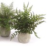 Potted Fern Plant in Grey Pot (Set of 3) - 3 of 3