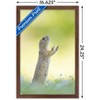 Trends International The Comedy Wildlife Photography Awards: Perdita Petzl - Conducting Framed Wall Poster Prints - 3 of 4