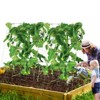 VEVOR Cucumber Trellis for Climbing Plants, 35" x 55" Foldable Cucumber Trellis Set with Plant Clips, Metal Garden Trellis for Raised Bed - 2 of 4
