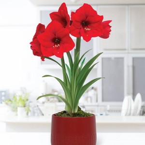 Amaryllis Red Lion Preplanted Bulb with Red Cache Ceramic Planter - Van Zyverden - 1 of 3