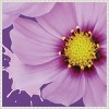 Amanti Art Flower Pop III by Marie Elaine Cusson Framed Wall Art Print - 4 of 4