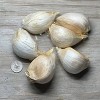 Van Zyverden 3ct Cloves Elephant Garlic - 3 of 4