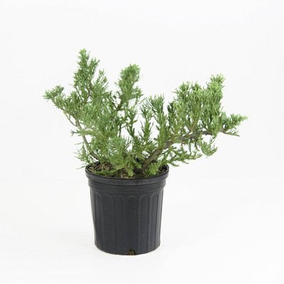 National Plant Network 2.25gal Parsonii Juniper Plant