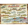 Cobble Hill: Freshwater Fish Of North America 1000 Piece Puzzle - 2 of 4