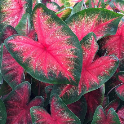 Van Zyverden Set of 6 Caladiums Fancy Leaf Bombshell Bulbs