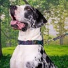 Country Brook Petz Martingale Dog Collar - Chevron and Arrows Collection - 3 of 4