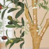 Olive Tree Artificial Indoor, Tall Large Faux Olive Tree with Planter, Realistic Fake Plant with Wooden Trunk & Fruit for Home Decor, Green - 3 of 4