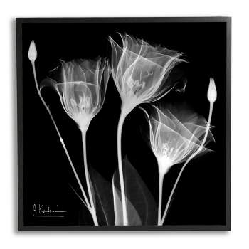 Stupell Industries Contemporary Tulip X-ray Canvas Wall Art, 24 X