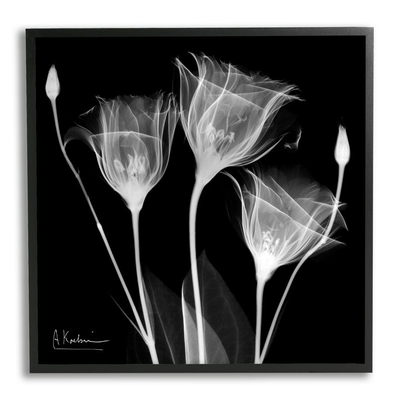 Stupell Industries Contemporary Tulip X-Ray Framed Giclee Art, 1 of 6