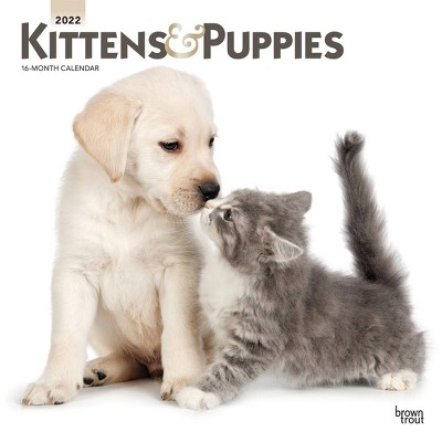 2022 Square Calendar Kittens & Puppies - BrownTrout Publishers Inc