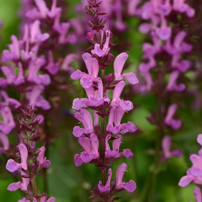 3pc Marvel Salvia Collection - National Plant Network