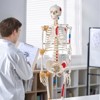 VEVOR Human Skeleton Model for Anatomy, 71.65" Life Size, Accurate PVC Anatomy Skeleton Model with Ligaments, Movable Arms, Legs & Jaw - 2 of 4
