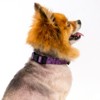 Country Brook Petz Deluxe Dog Collar - Paisley Collection - Made in The U.S.A. - 3 of 4